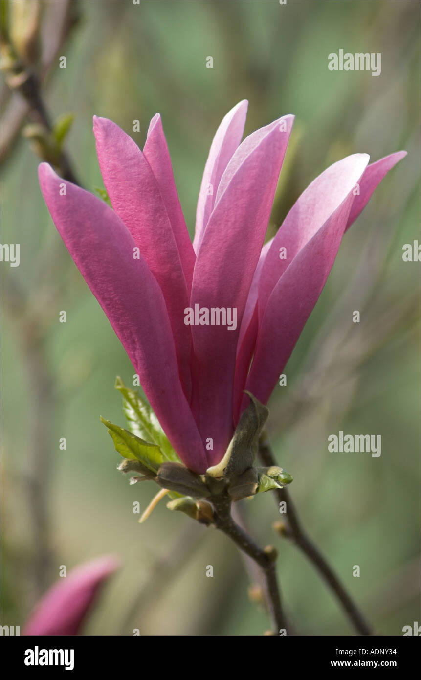 Magnolia Stellata susan flower Stock Photo