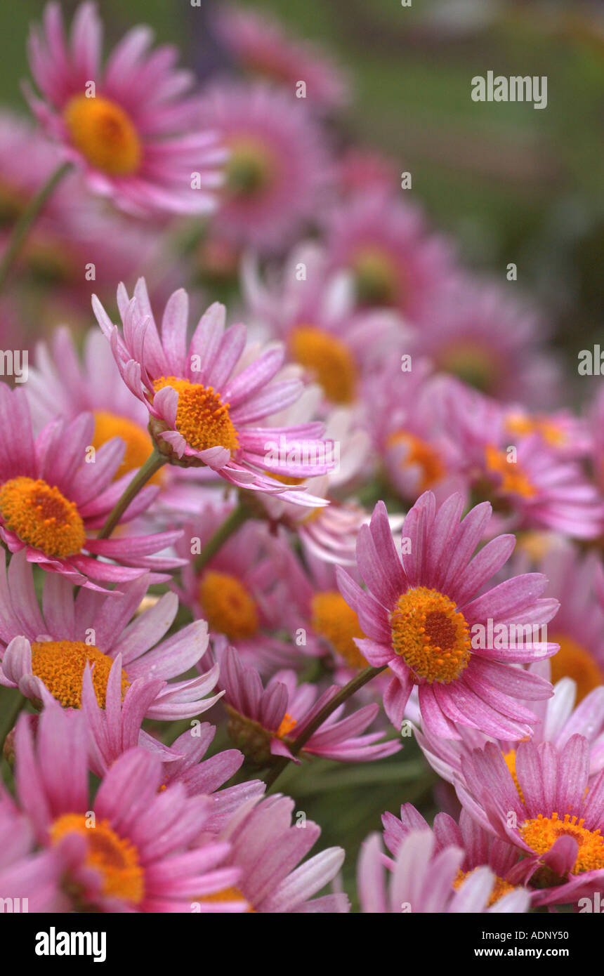 Pink flower garden hi-res stock photography and images - Alamy
