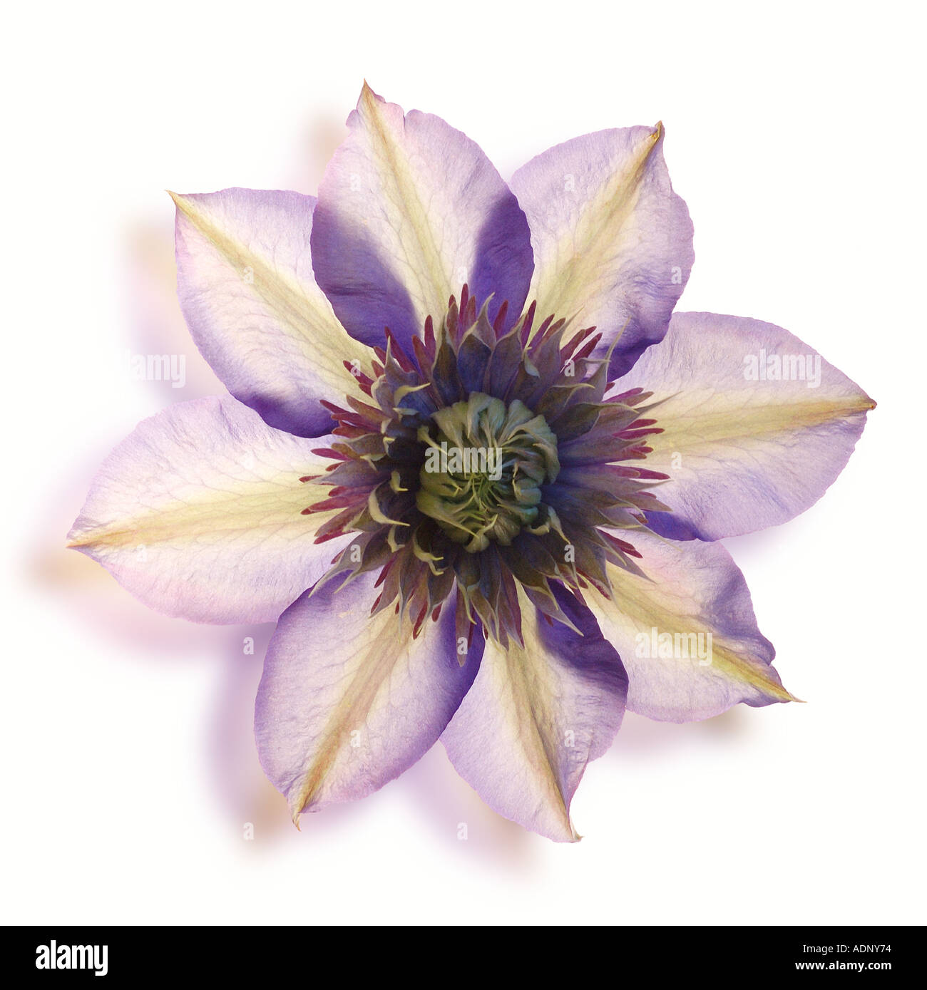 Backlite clematic mulitblue flower with shadow Stock Photo