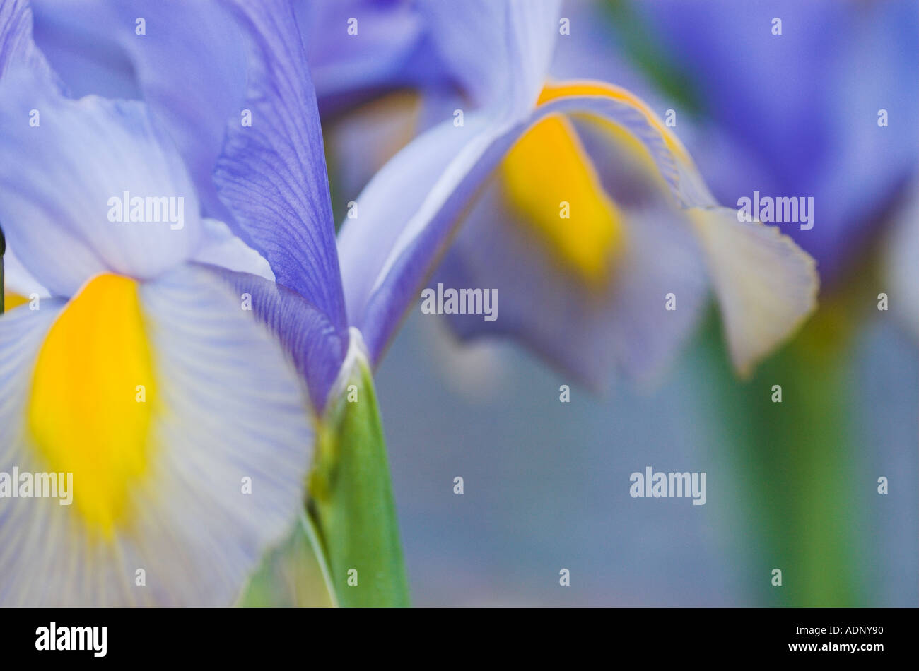 Abstract close up of Iris flowers Stock Photo