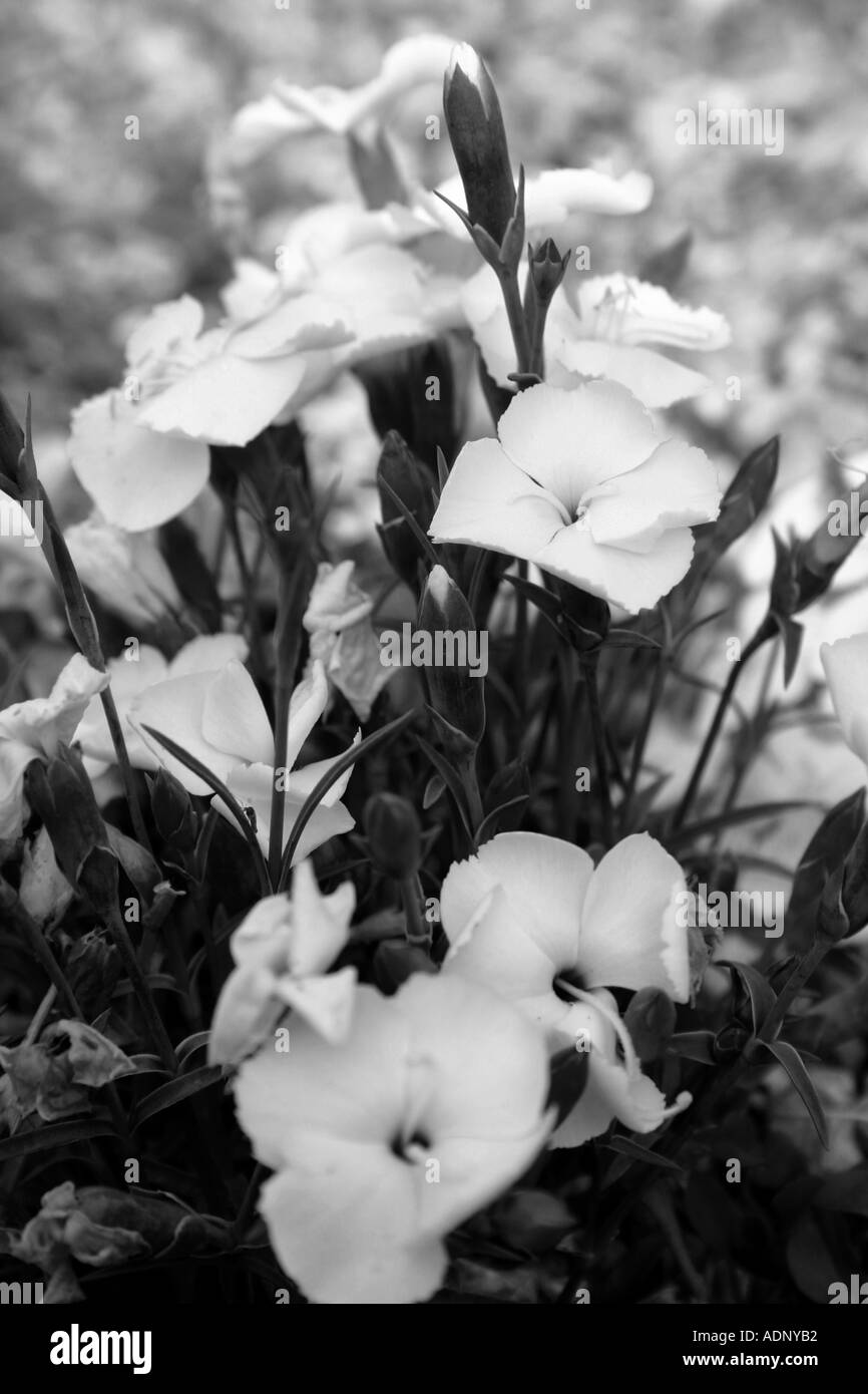 Opening flower and leaves Black and White Stock Photos & Images - Alamy