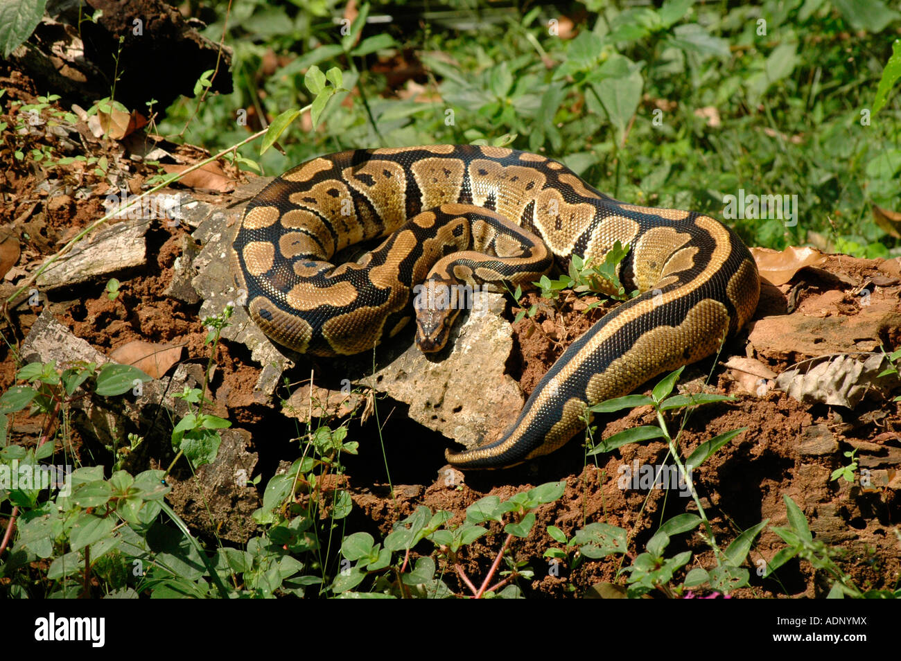 Rock python Python sebae basking on a fallen tree in rainforest Ghana ...
