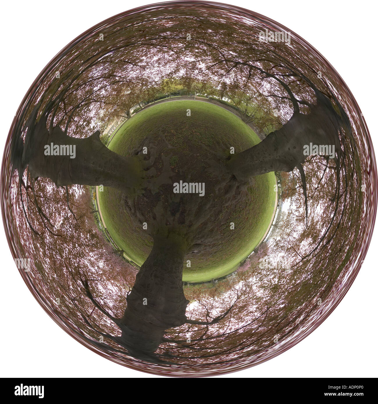 360 forest image hi-res stock photography and images - Alamy