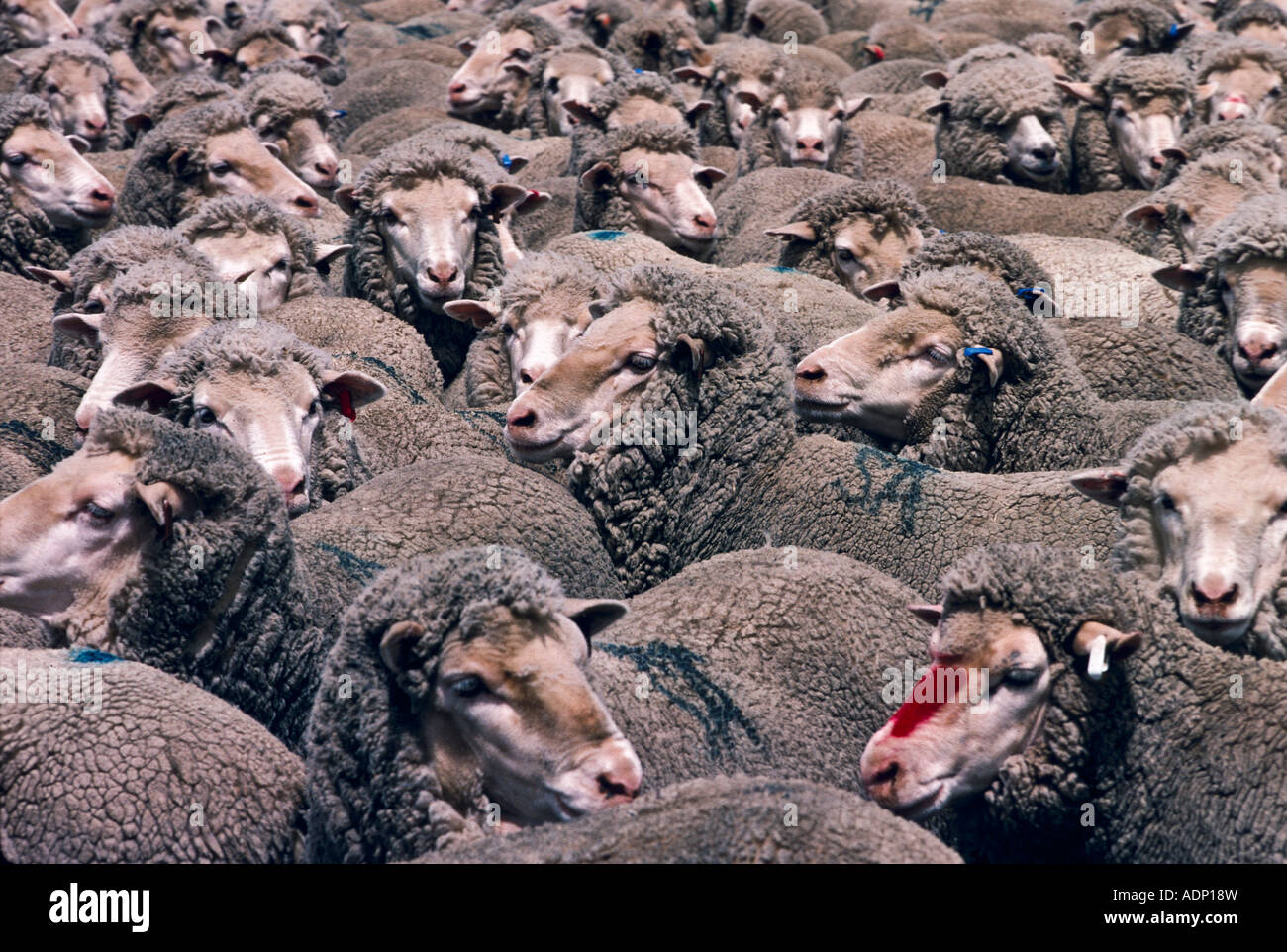 Merino sheep, Australia Stock Photo Alamy
