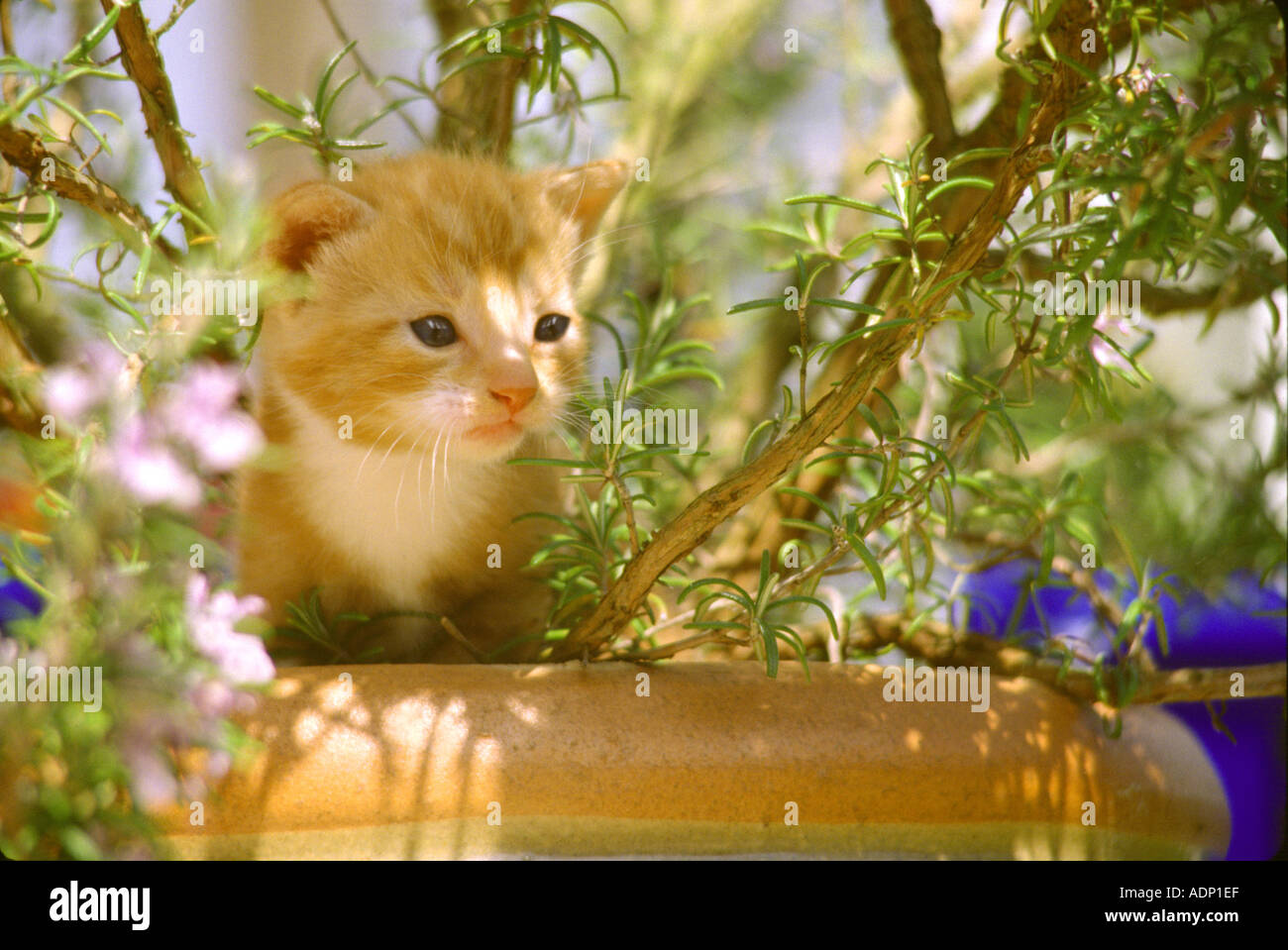 Ginger Kitten Stock Photo