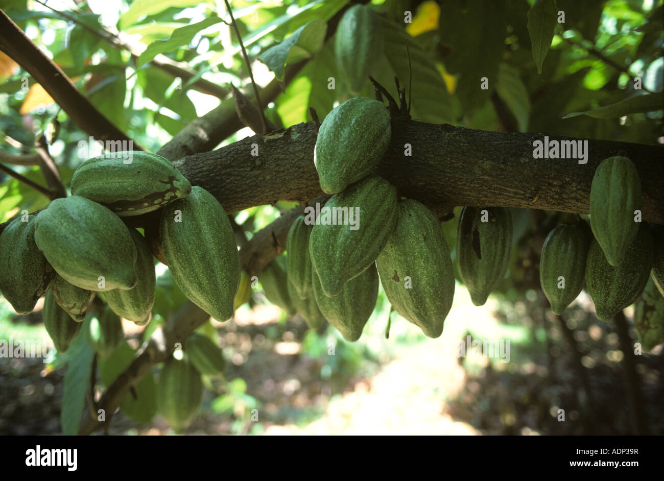 Mature cocoa pods on the bush in a plantation in Mindanao Philippines