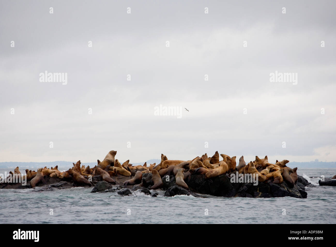 Group of sea lions Stock Photo