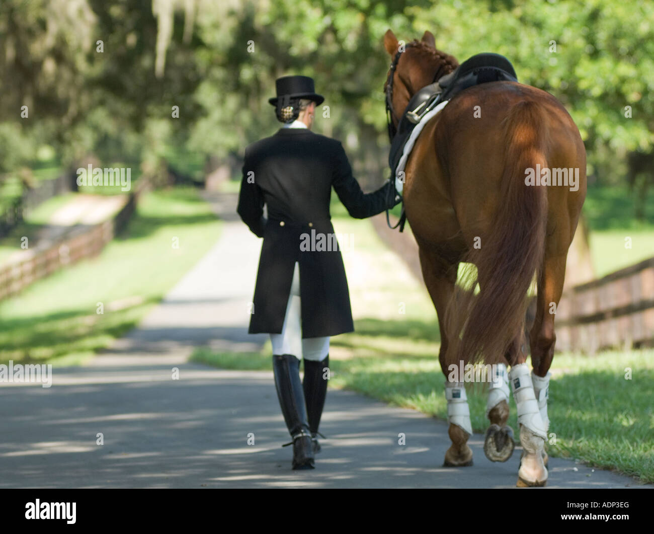 Woman in dressage costume walking with stallion Stock Photo
