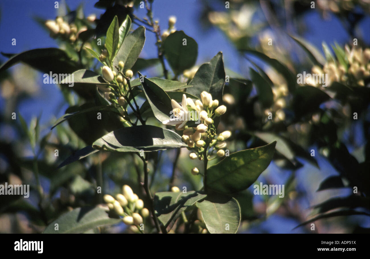 Orange blossom on tree branch detailed against sunny clear blue sky in Apulia Italy Stock Photo