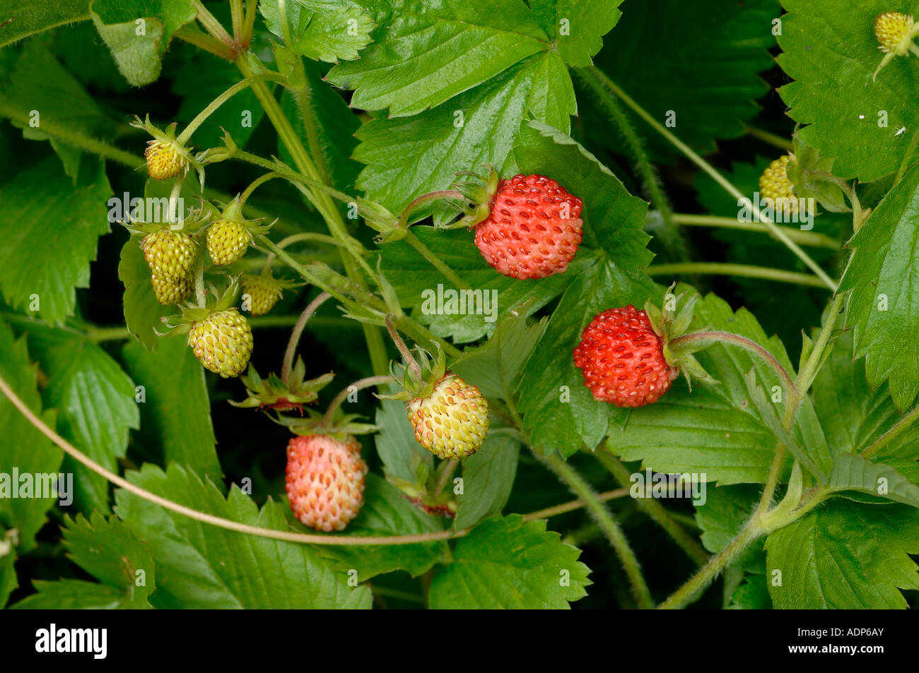 Wild strawberry Fragaria vesca with bright red berries and unripe fruit Stock Photo