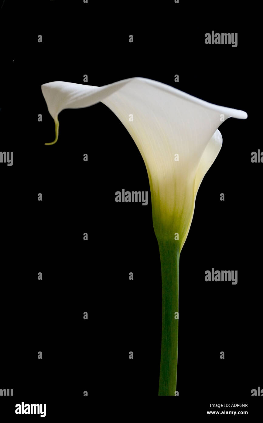 Calla Lilly with Black background Stock Photo