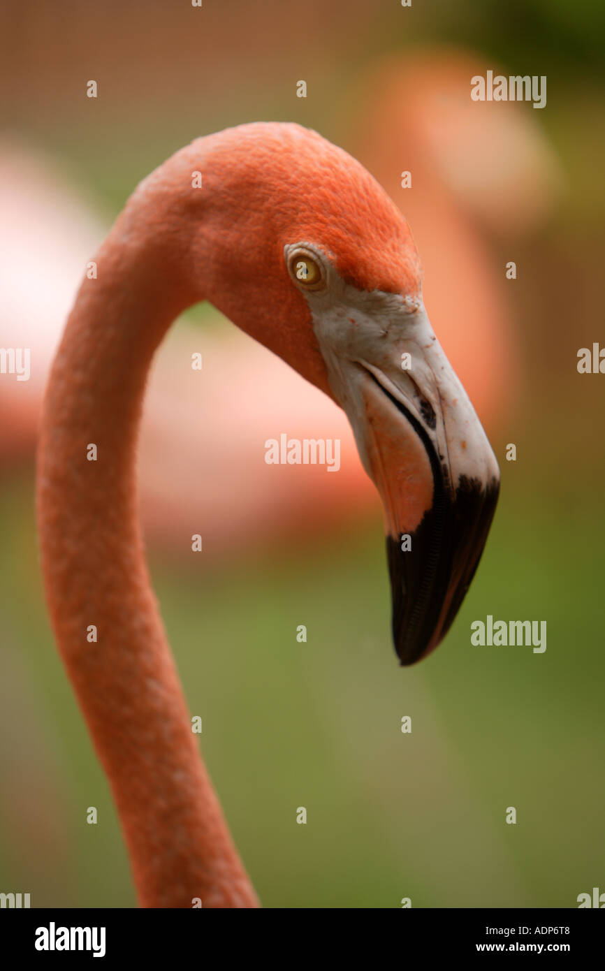 Pink Flamingo at Ardastra Gardens, Zoo & Conservation Centre. Nassau