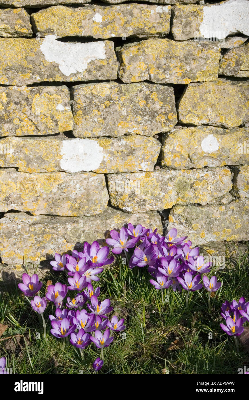 Dry stone wall flowers hires stock photography and images Alamy