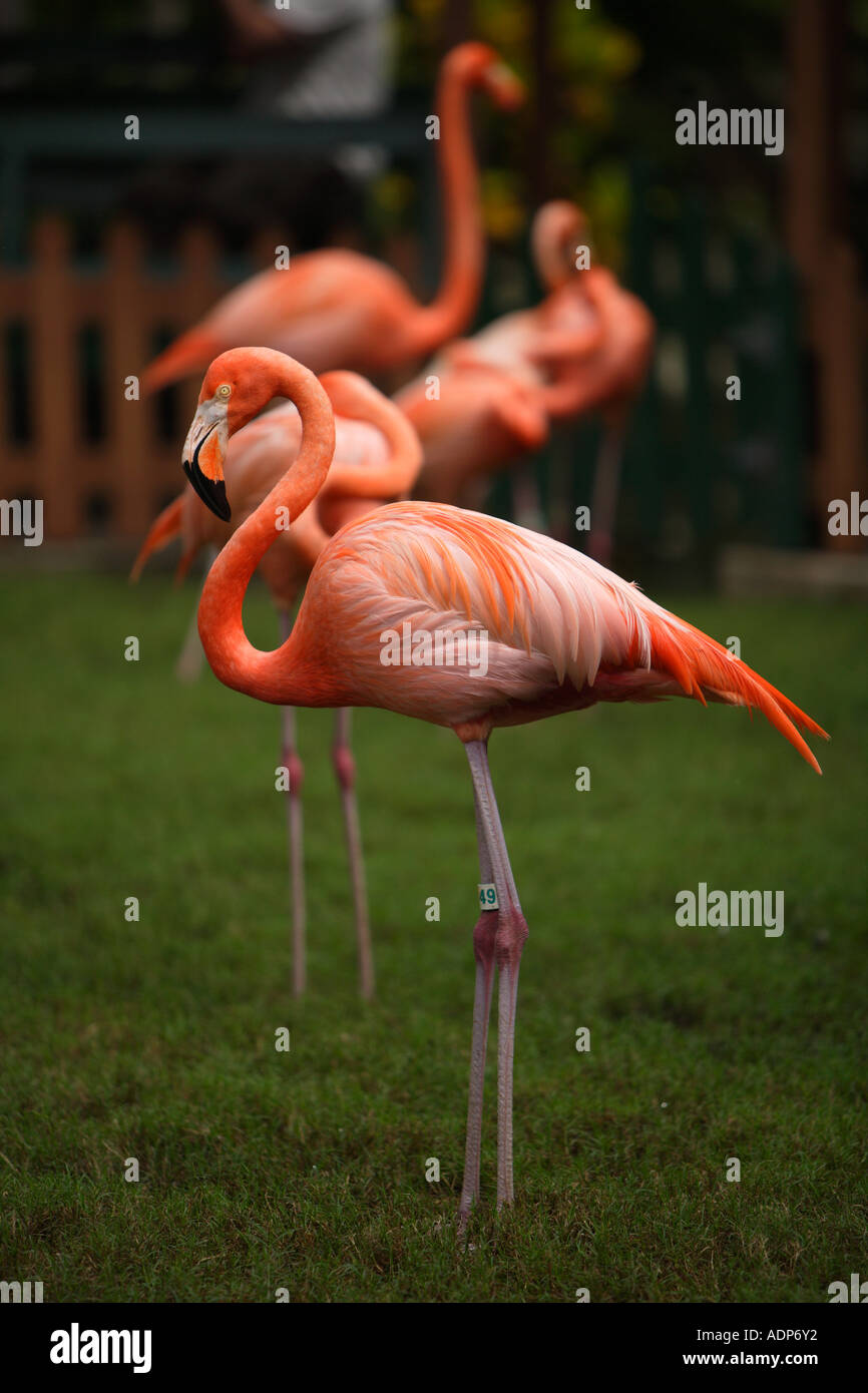 Pink Flamingos at Ardastra Gardens, Zoo & Conservation Centre. Nassau