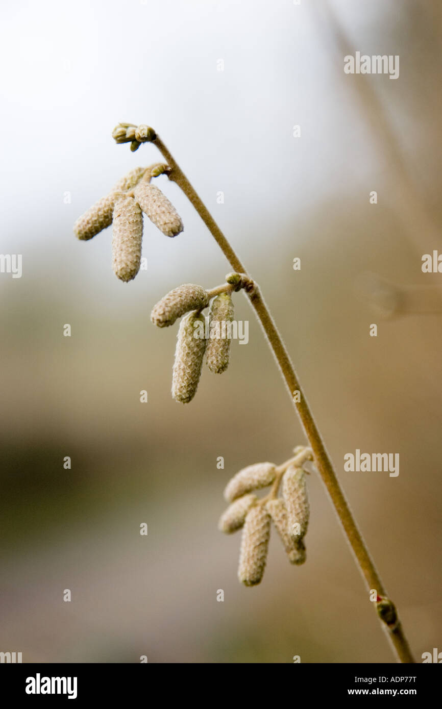 Hazel Catkins Bruern Wood The Cotswolds United Kingdom Stock Photo Alamy