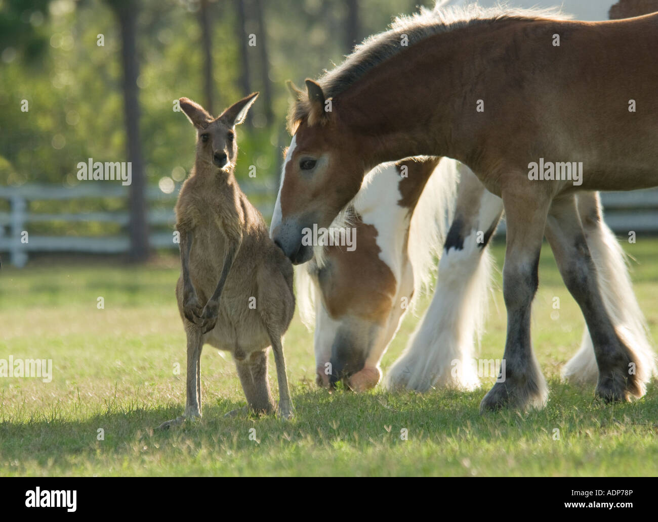 Horse with Kangaroo pasture buddy Stock Photo Alamy