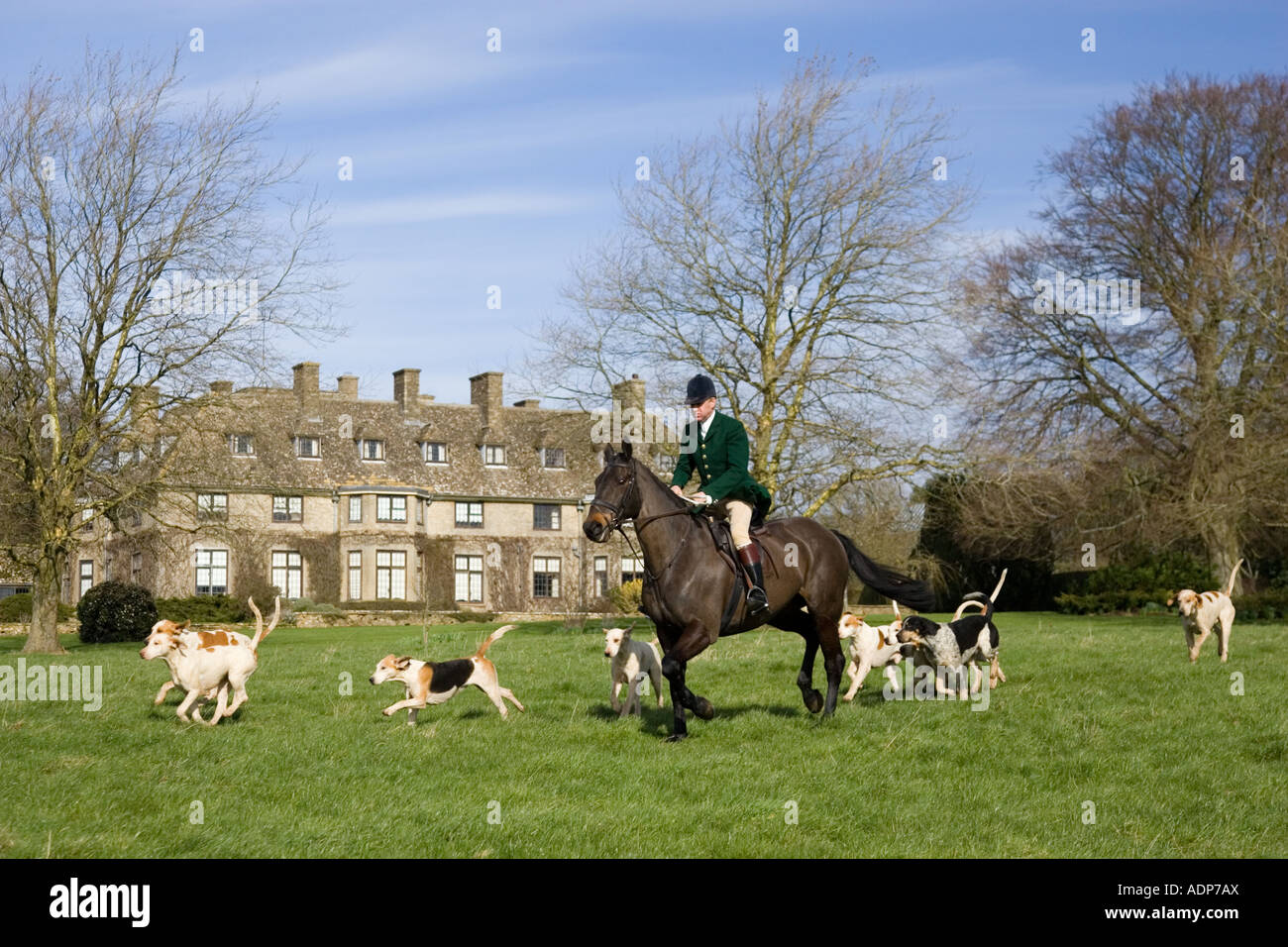 Member of Heythrop Hunt rides with hounds at traditional Hunt Meet on Swinbrook House Estate in Oxfordshire United Kingdom Stock Photo