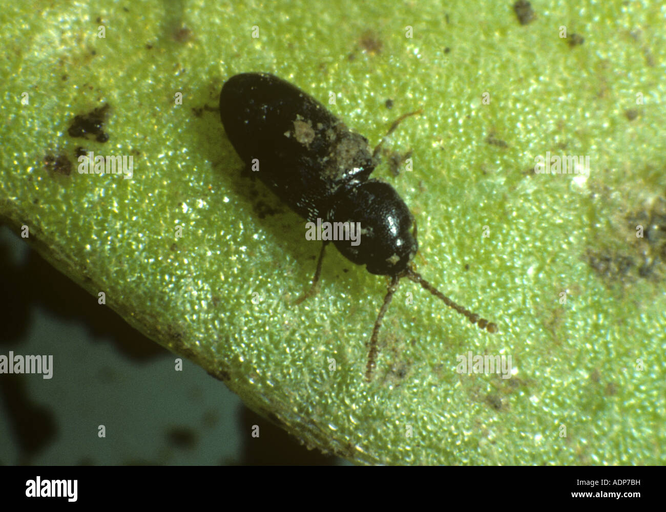 Pygmy beetle Atomaria linearis aduct on sugar beet Stock Photo