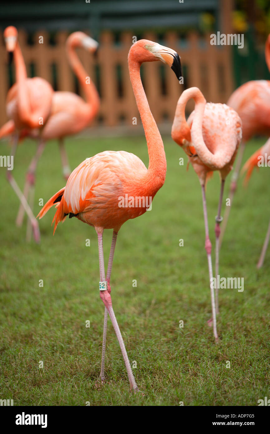 Pink Flamingos at Ardastra Gardens, Zoo & Conservation Centre. Nassau