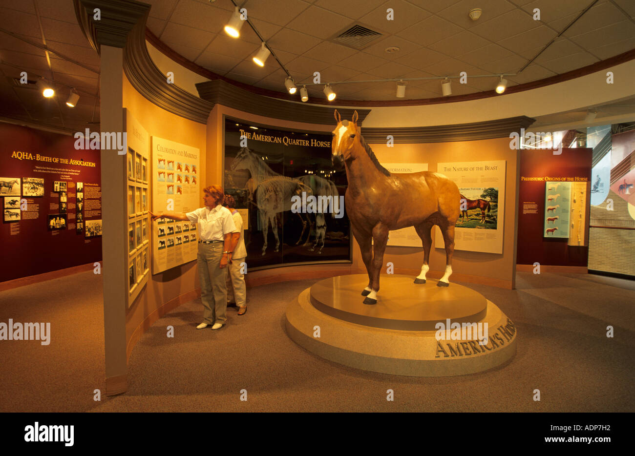 American quarterhorse hires stock photography and images Alamy