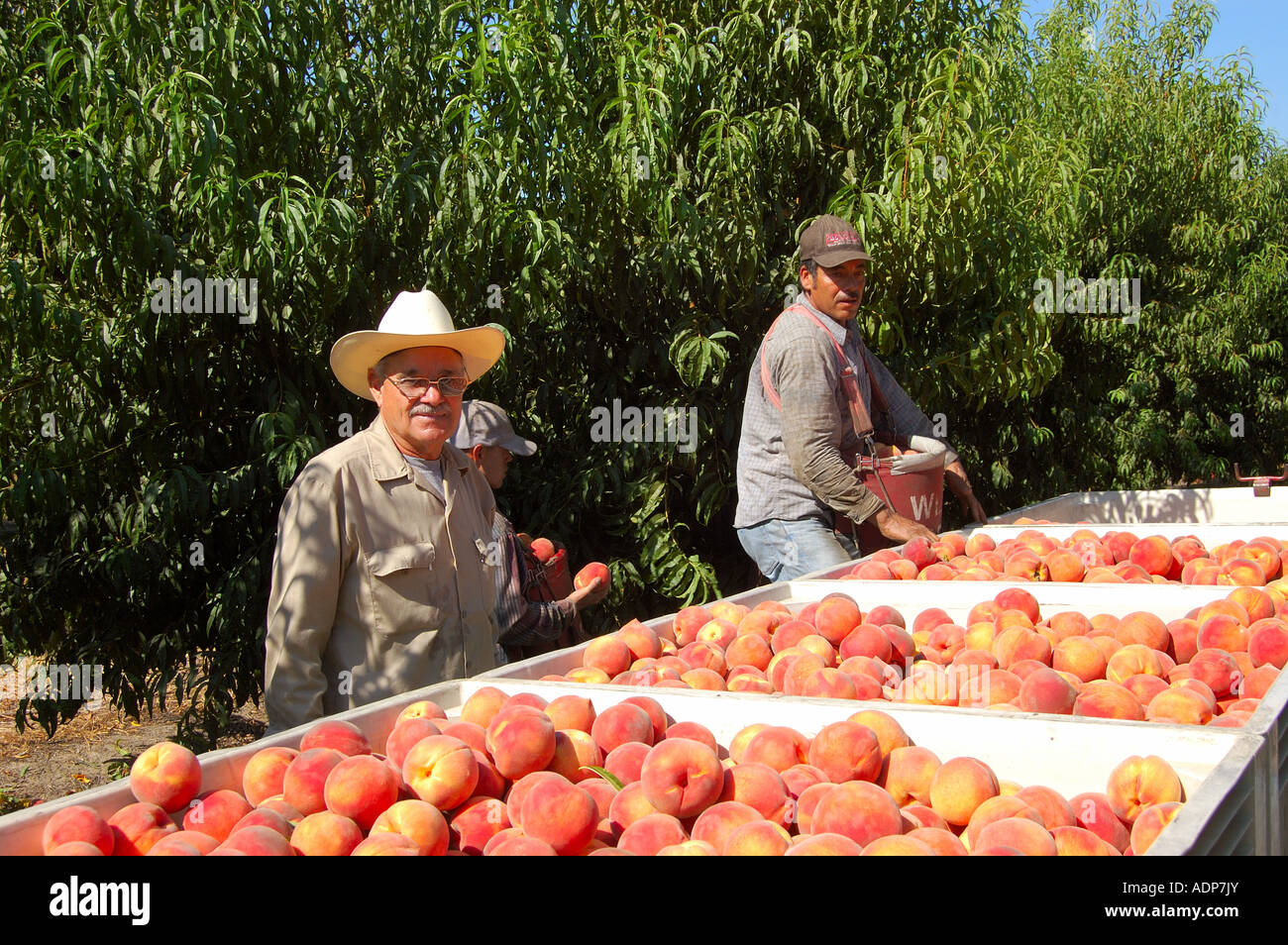 Crew boss and farm laborers harvest peaches prunus persica in a peach orchard near Reedley California Stock Photo