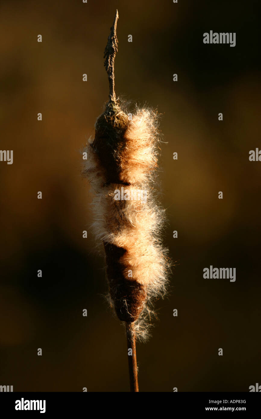 A single bulrush head (Typha) still bearing some of its seeds Stock Photo