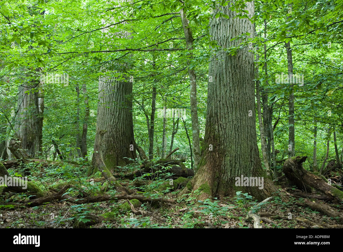 Three giant oak trees in natural forest among juvenile hornbeam, Bialowieza  Forest, Poland, Europe Stock Photo - Alamy