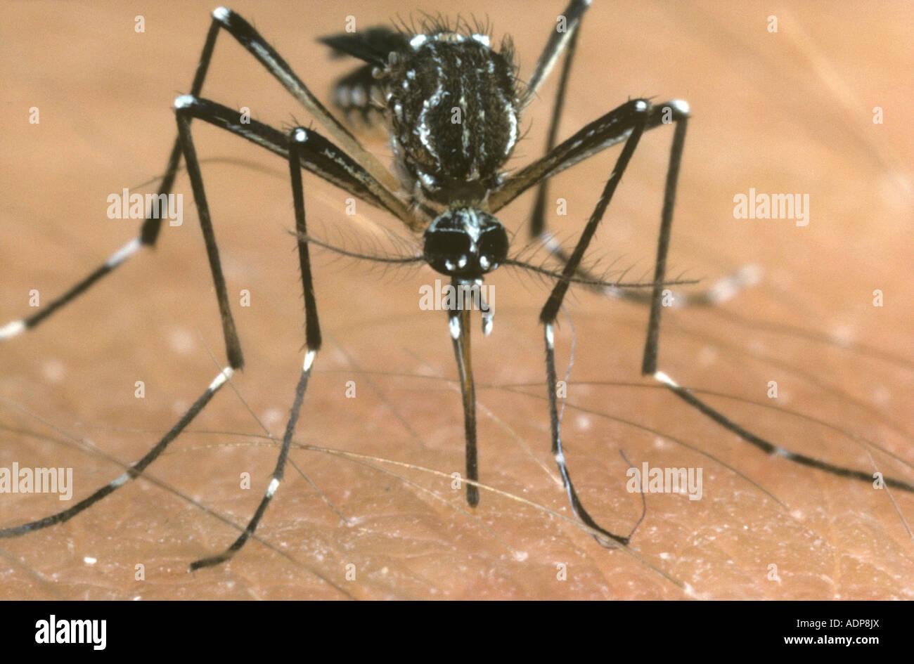 Yellow fever vector mosquito Aedes aegypti feeding on a human arm Stock Photo