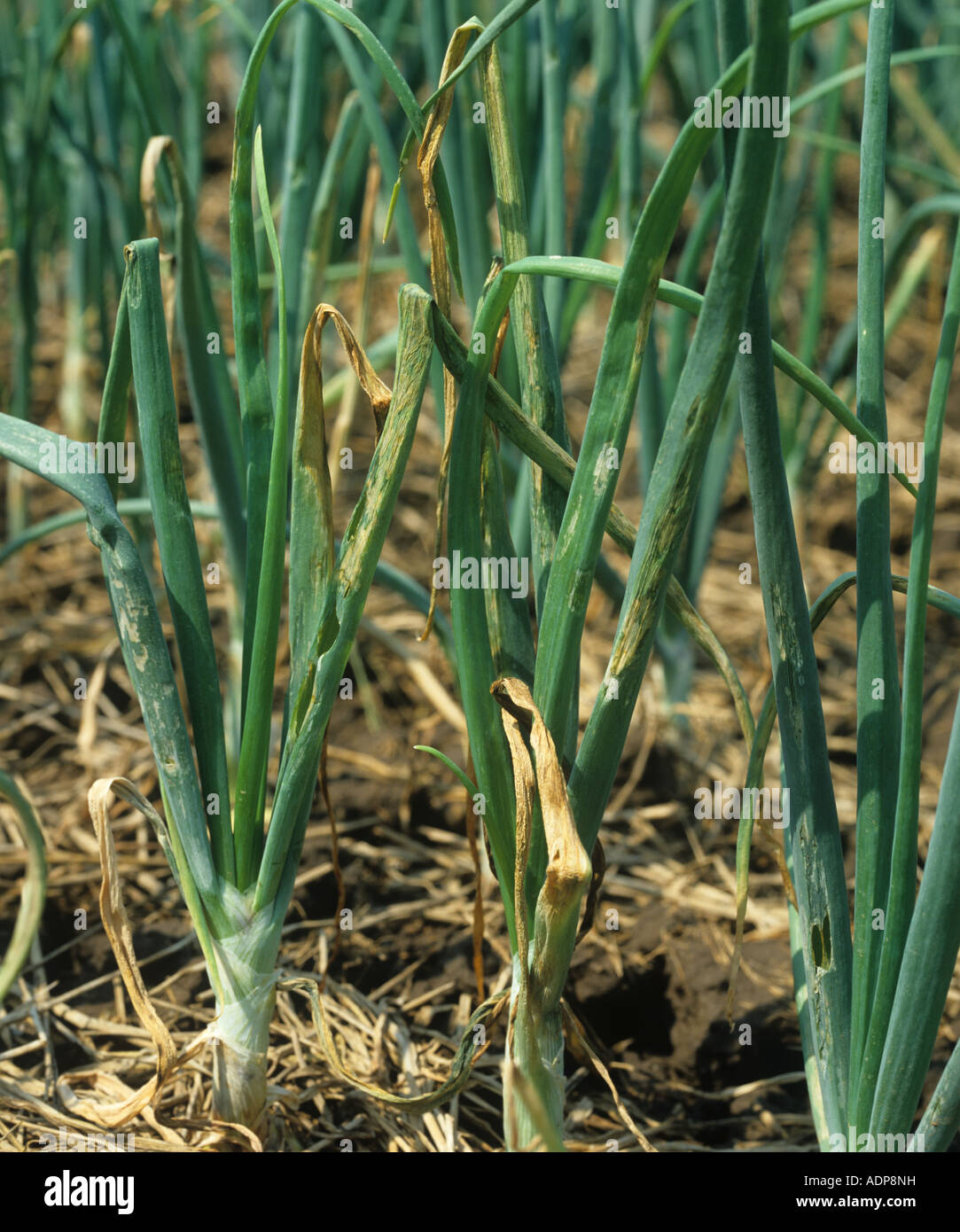 Onion crop with bacterial blight Xanthomonas campestris disease damage Thailand Stock Photo