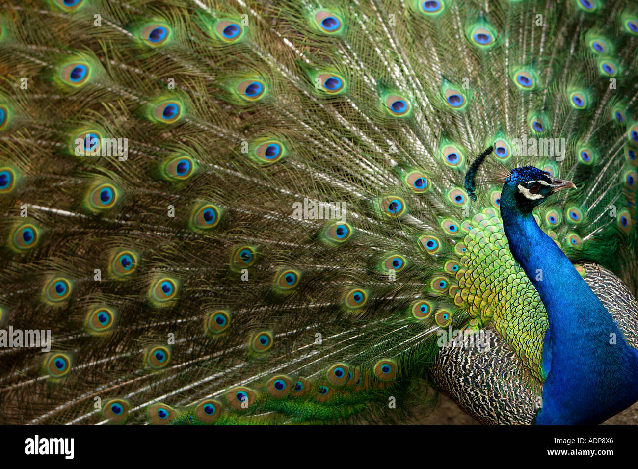 Peacock, Ardastra Gardens Zoo & Conservation Centre. Nassau, New ...