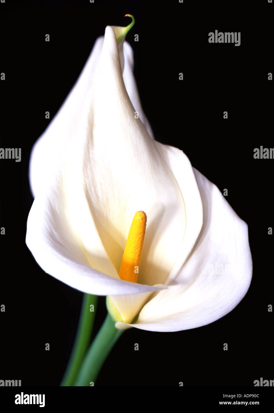 Calla Lily with Black Background created in Roquebrune- Cap-Martin France Stock Photo