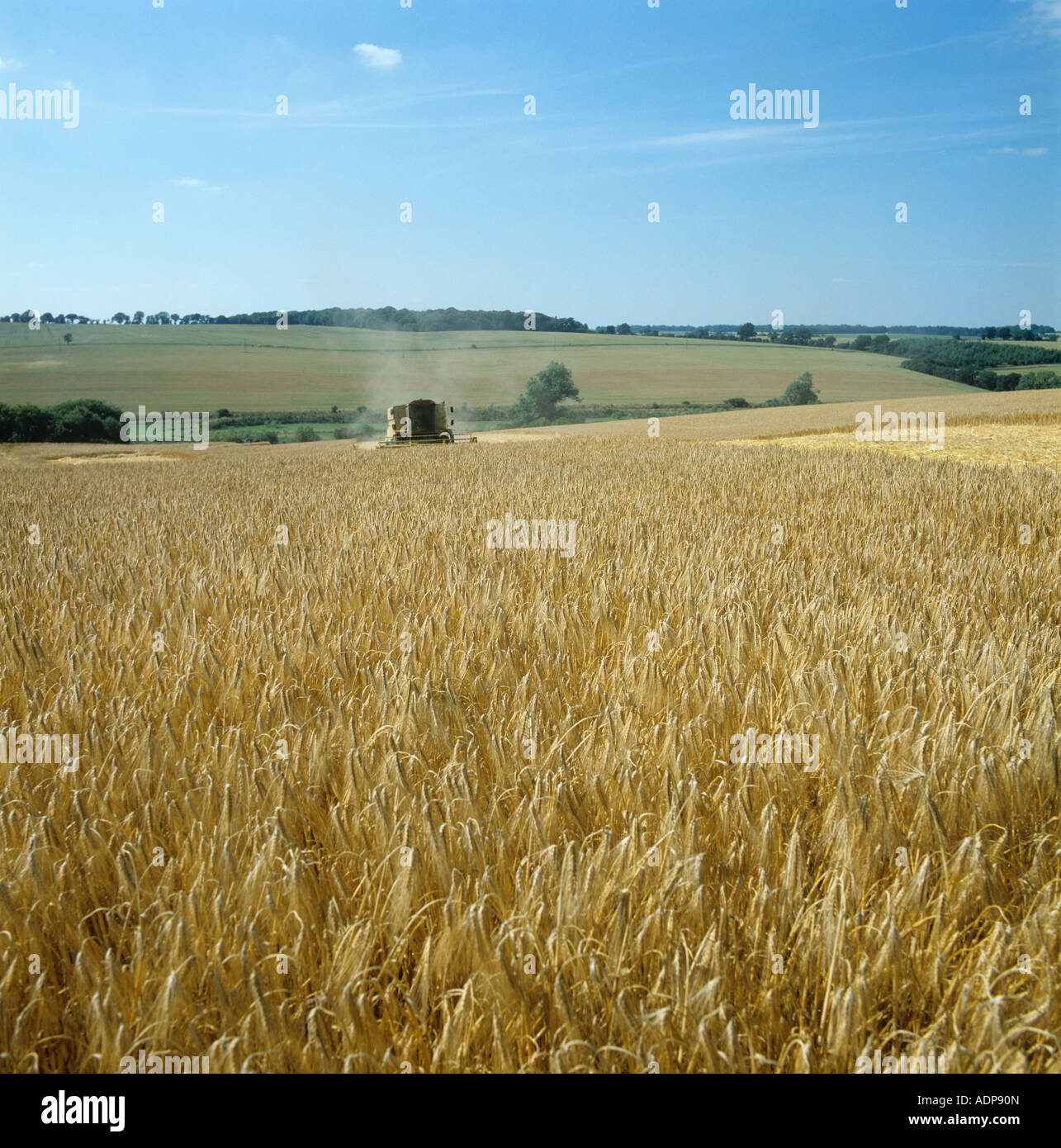 New Holland combine harvesting a dusty field of ripe barley Wiltshire Stock Photo