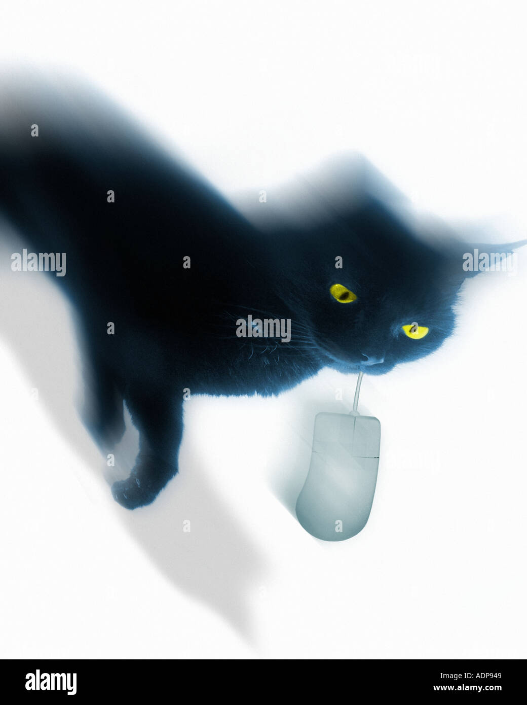 Cat computer mouse hires stock photography and images Alamy