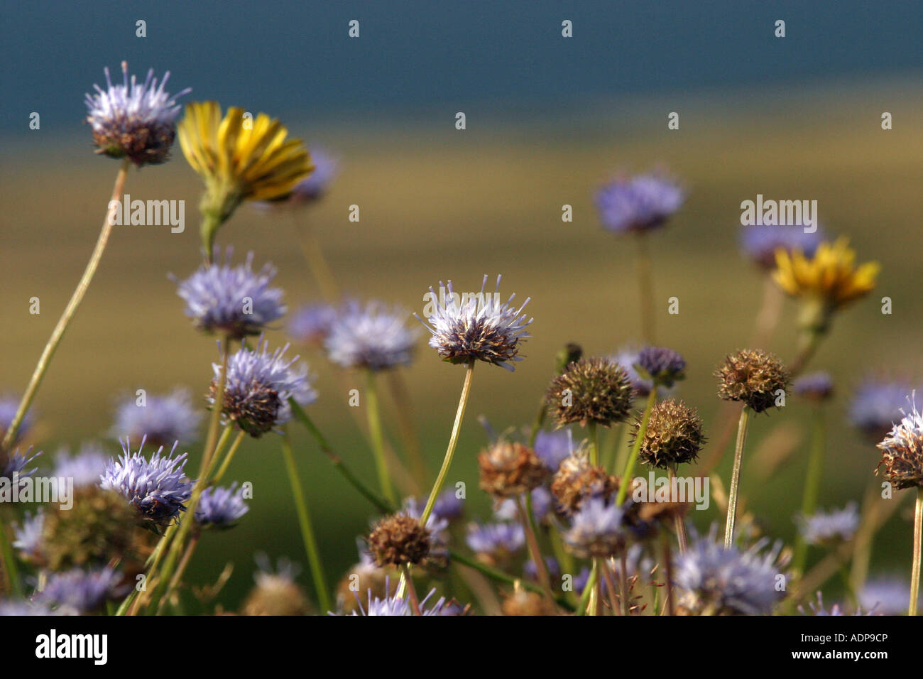 Summer hedgerow flowers Cornwall UK Stock Photo Alamy