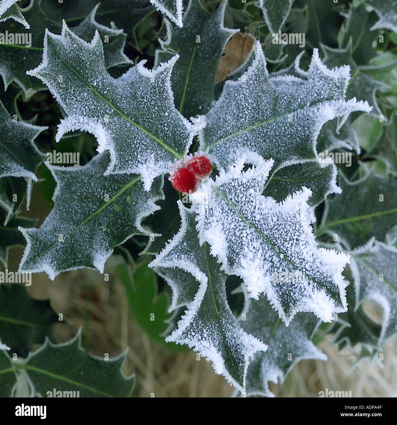 Frosted holly leaves with berries Stock Photo