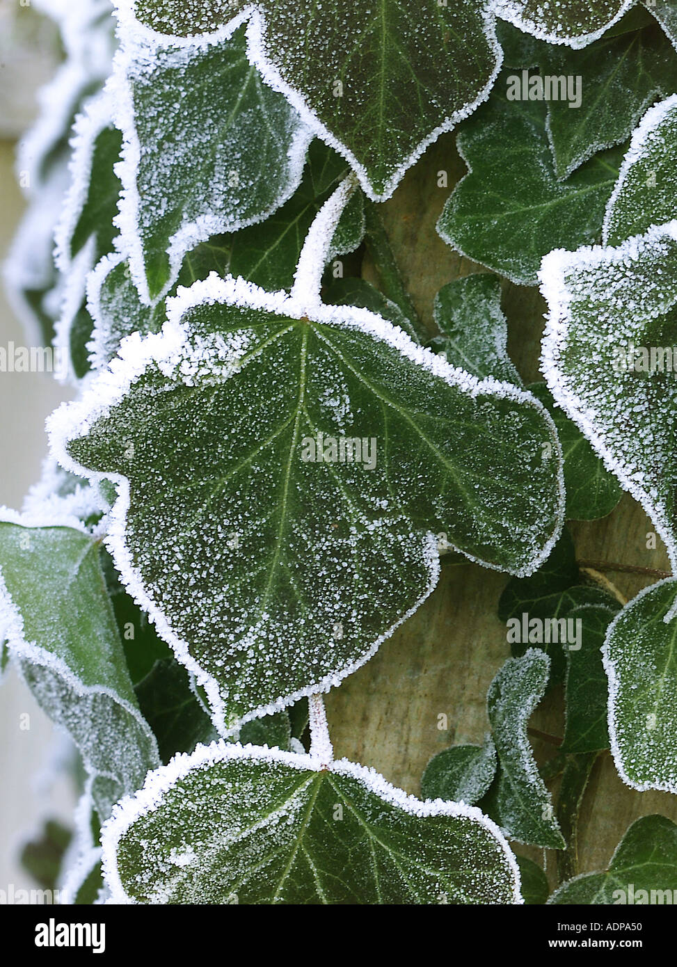 Frosted ivy leaves Stock Photo Alamy