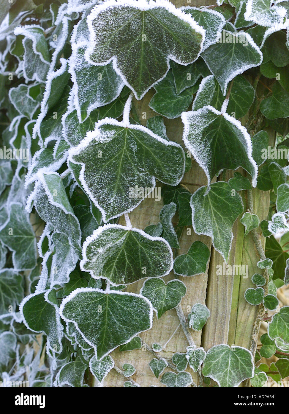 Frosted ivy leaves Stock Photo Alamy