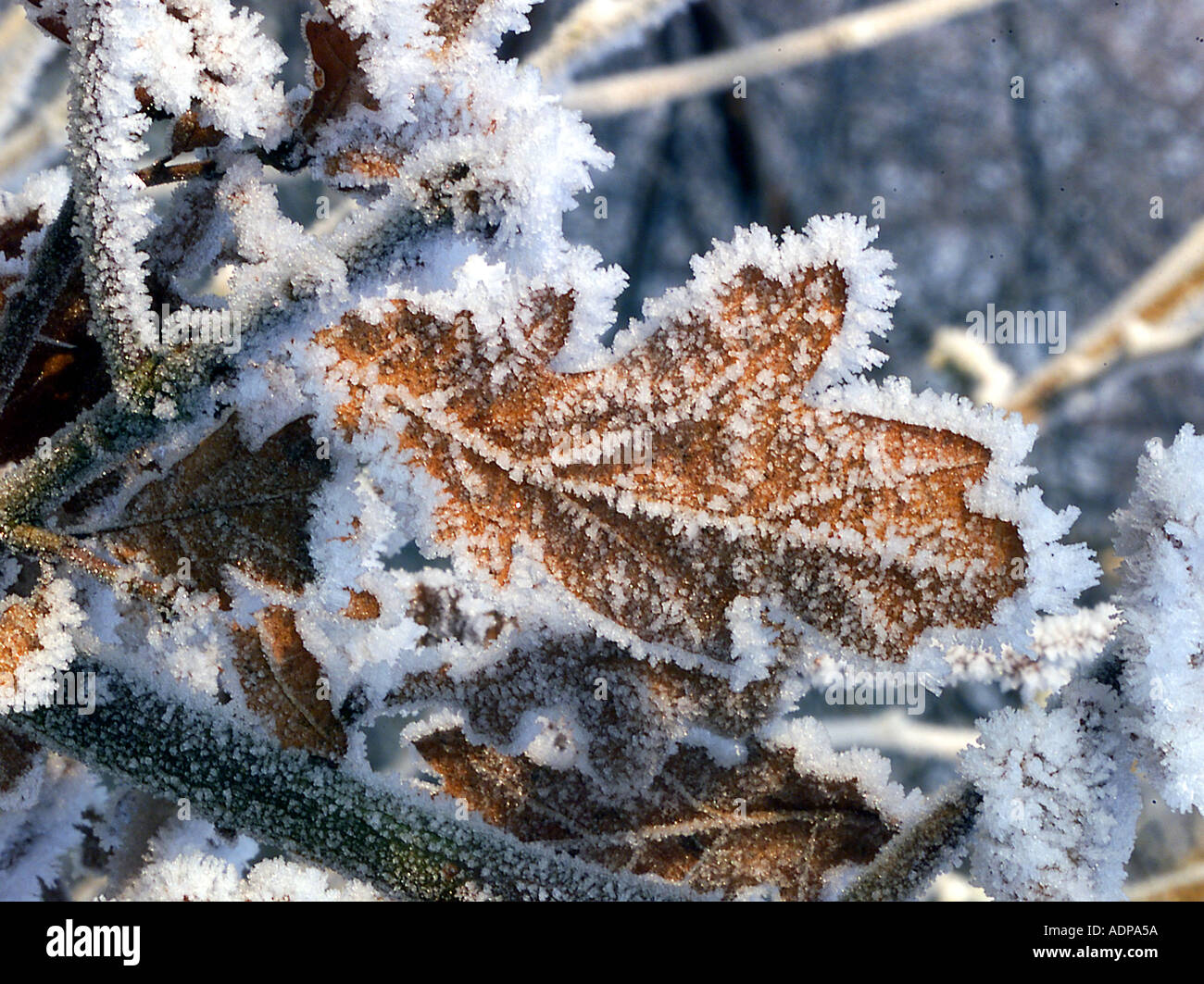 Oak leaves covered in frost Stock Photo