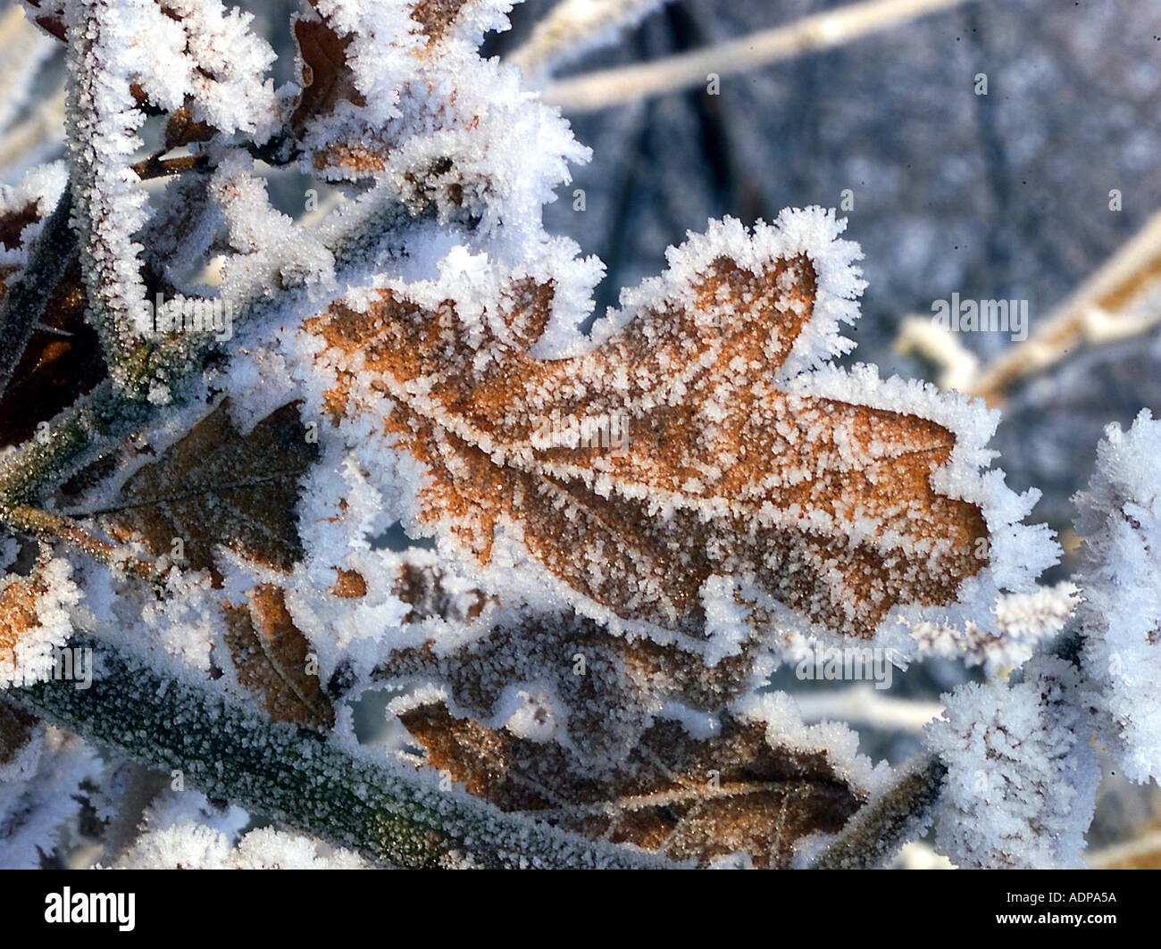 Frost covered leaf hi-res stock photography and images - Alamy