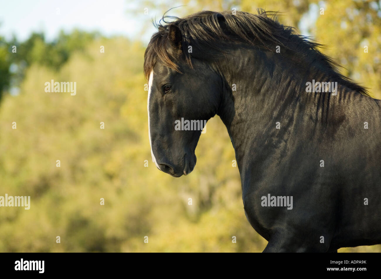 Shire Draft horse stallion Stock Photo