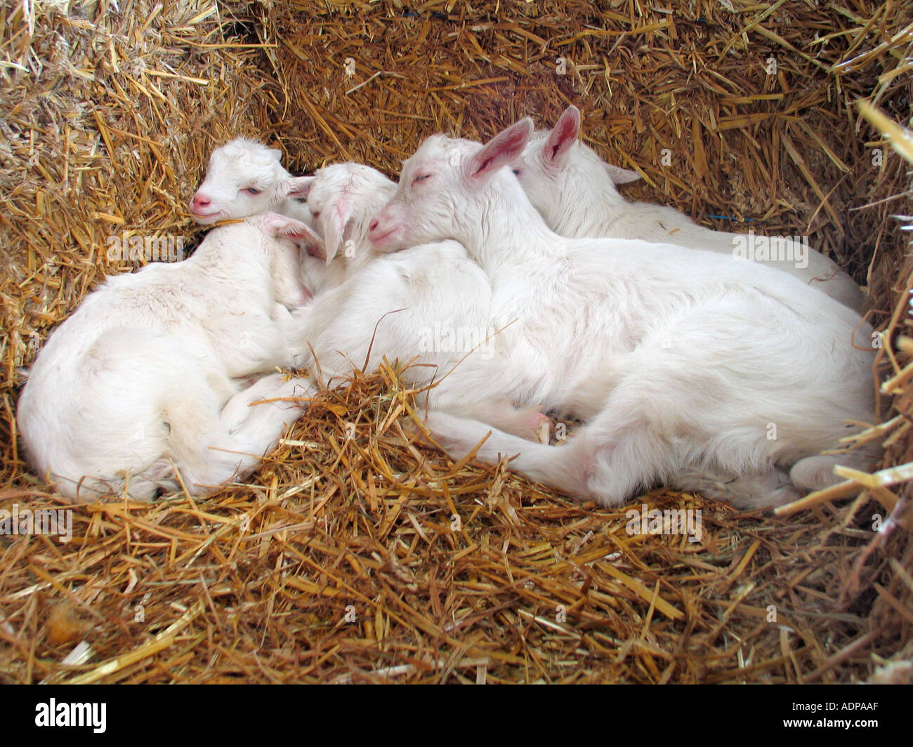 Bunch of small goats Stock Photo - Alamy