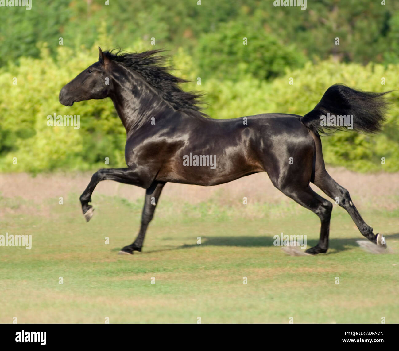 Black Andalusian stallion running Stock Photo