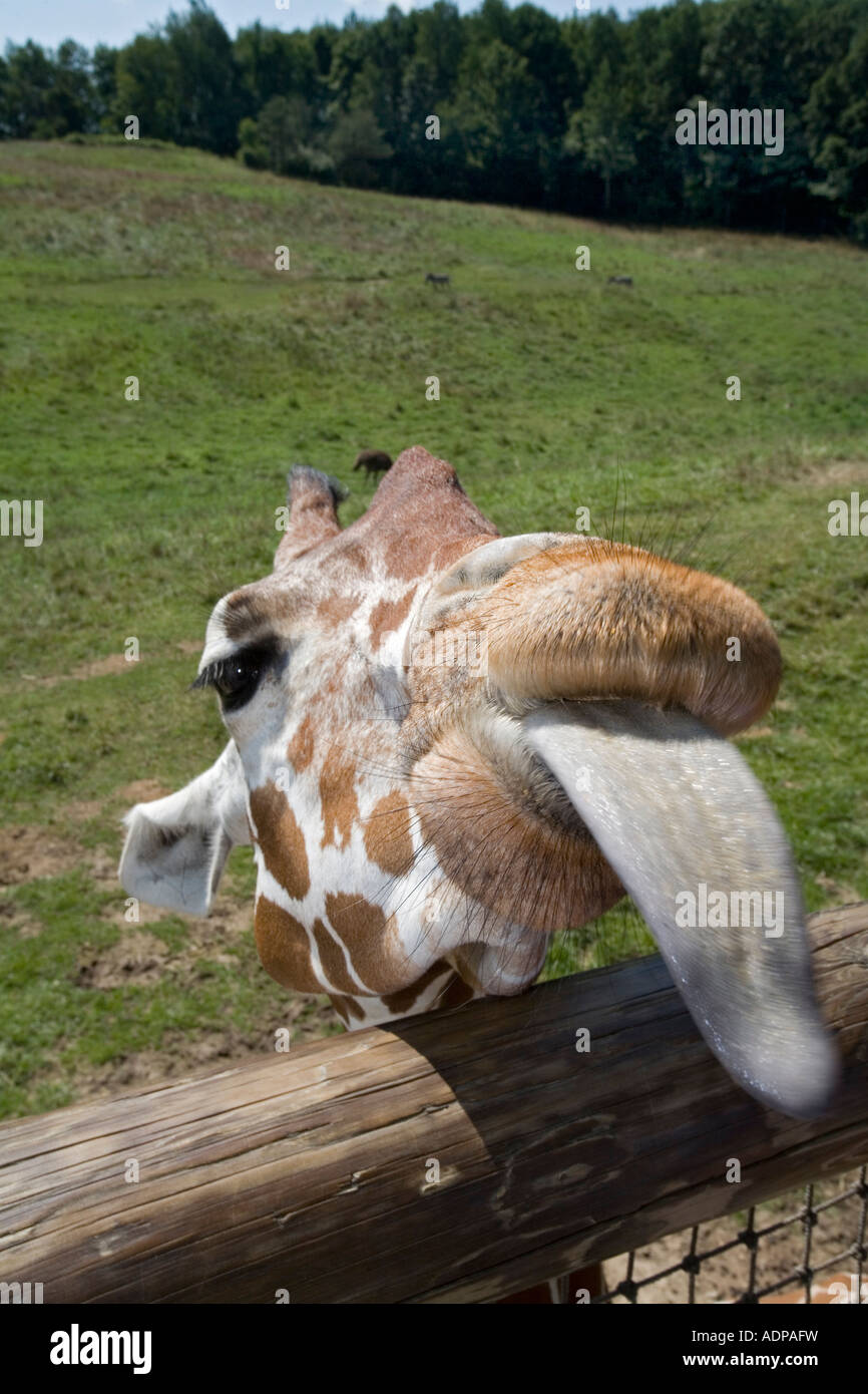 Battle Creek Michigan A giraffe in the Wild Africa exhibit at the Binder Park Zoo sticks out its long tongue Stock Photo