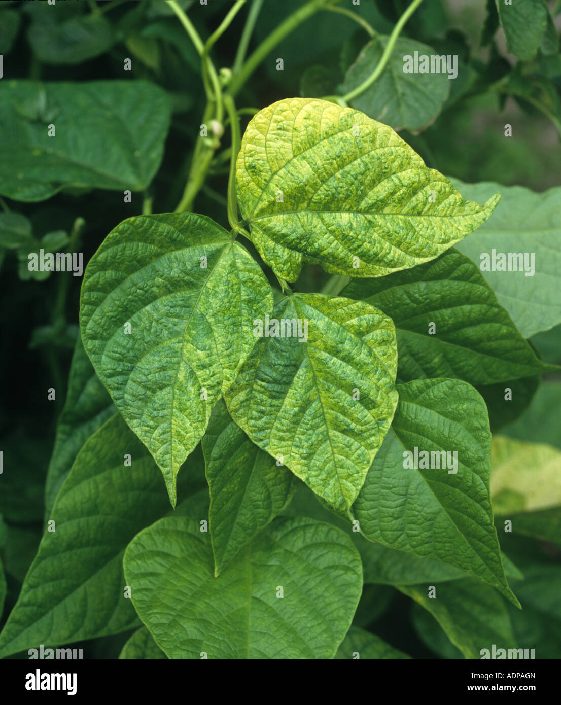 Bean yellow mosaic virus on hi-res stock photography and images - Alamy