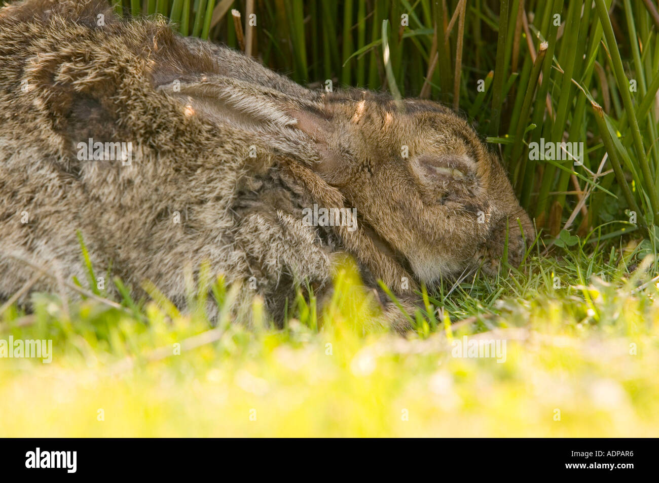 a Rabbit dying of myxamatosis on Lundy Island, Devon, UK Stock Photo