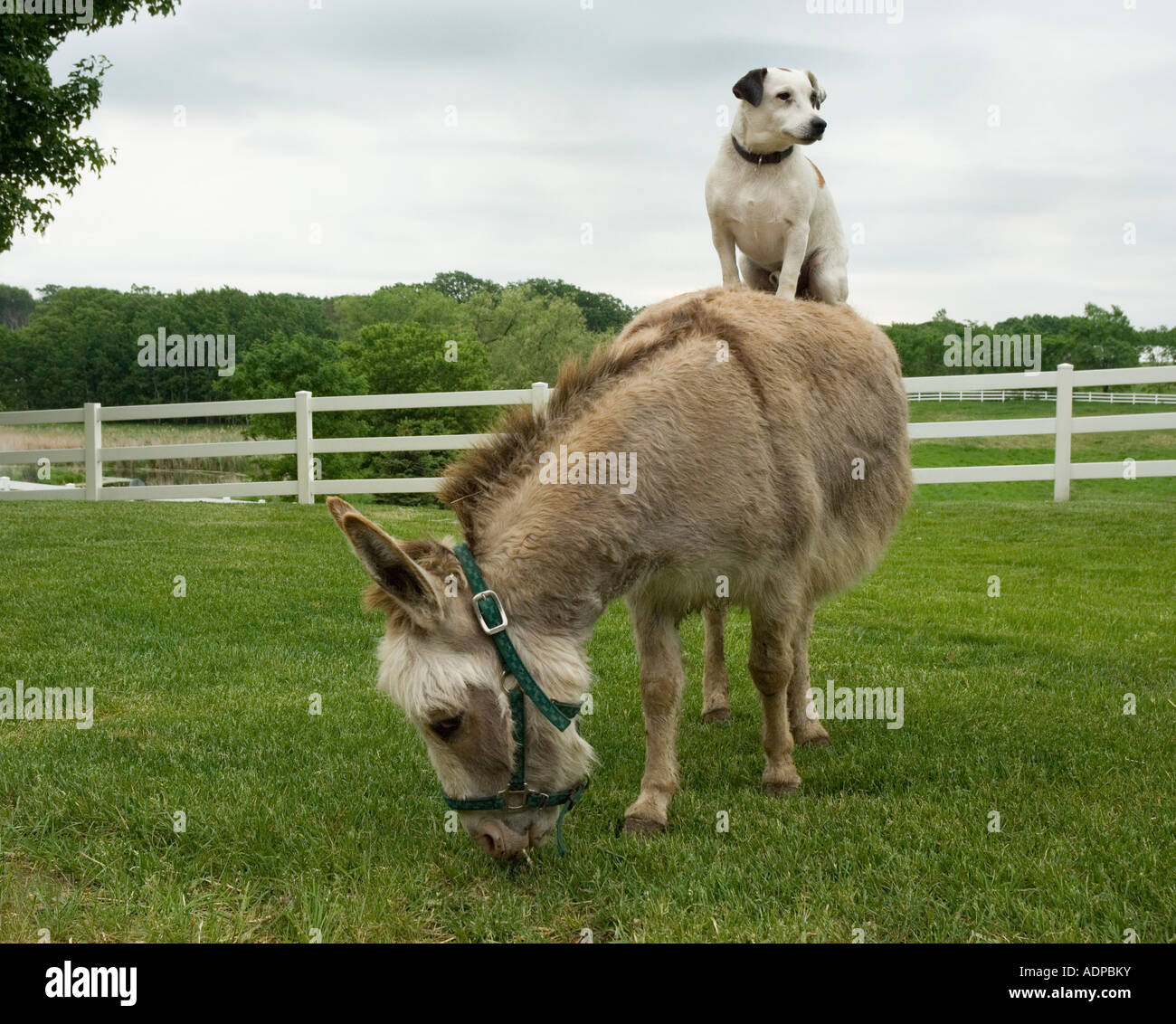 Jack Russel Terrior dog riding on the back of a donkey Stock Photo