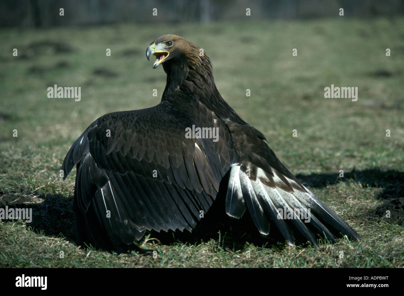 Golden Eagle Aquila Chrysaetos Adler Aigle Royal Stock Photo Alamy