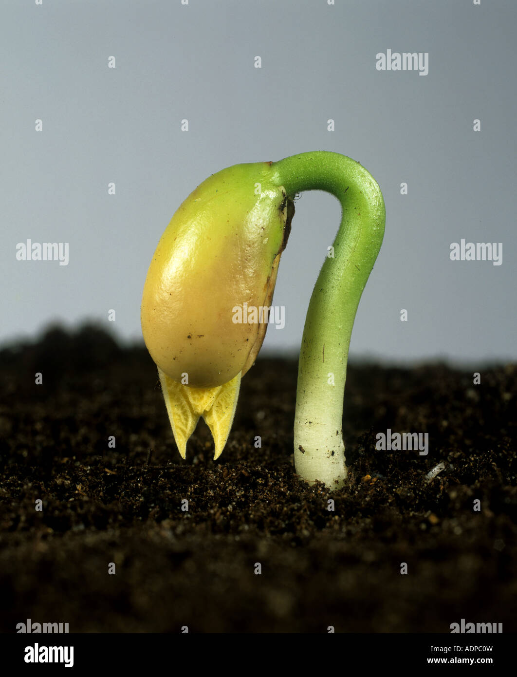 French bean seedling Phaseolus vulgaris emerging above soil with seed halves about to divide Stock Photo