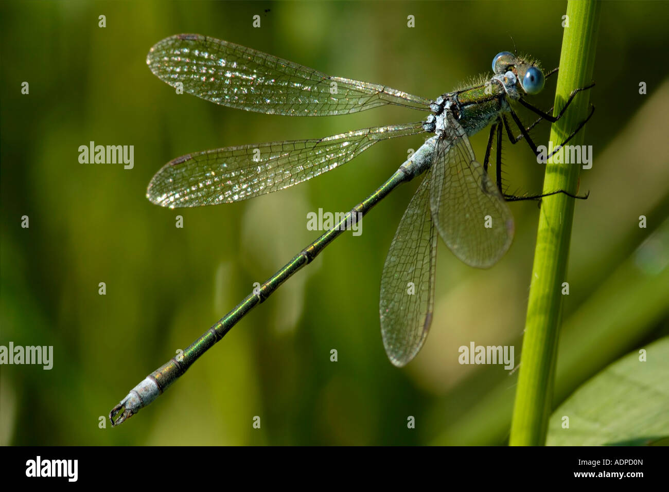 Emerald Damselfly Lestes sponsa male Stock Photo - Alamy