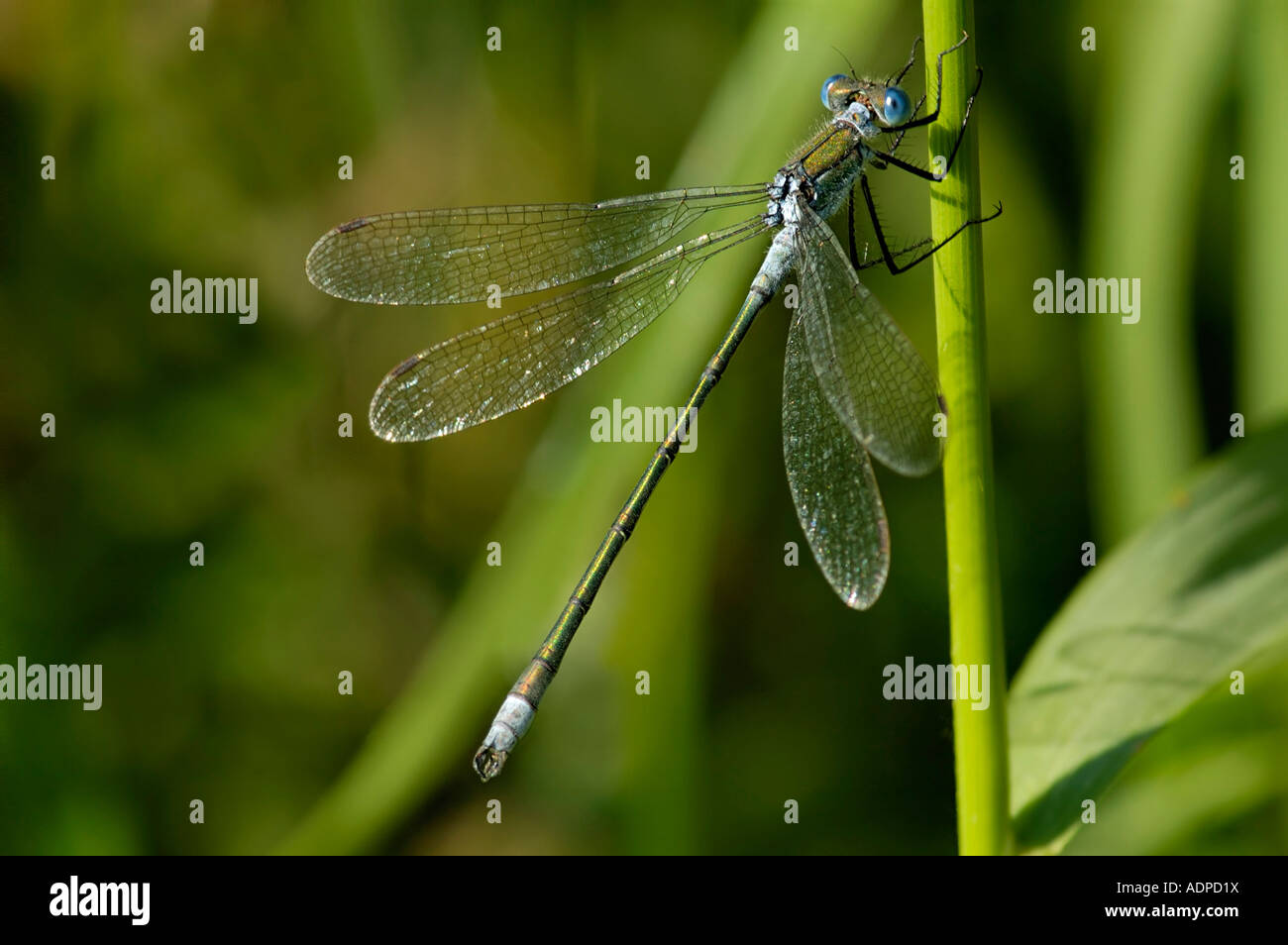 Emerald Damselfly Lestes sponsa male Stock Photo - Alamy